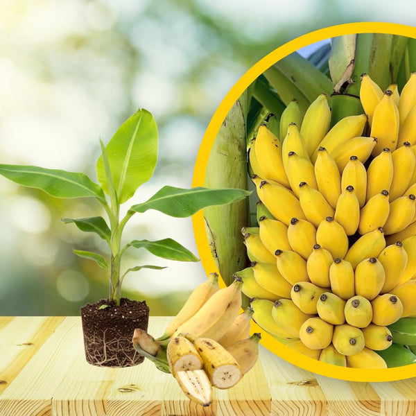 NAM Wah Banana Plant Live, Sweet Fruit Banana Tree 4-7 Inch Tall