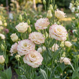 White Pink Lisianthus Plant, Eustoma Lisianthus Flowers in Plug, 3-5'' Tall