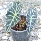 Deep Green Alocasia Live Plant, Rare Tropical Plant, 2-4 Inch Tall