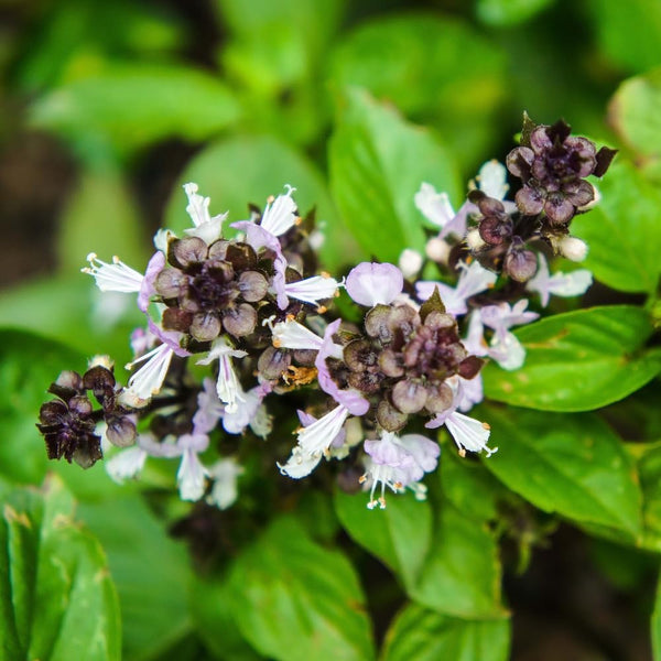 2 Cinnamon Basil Plants Live, 3-6 Inches Tall