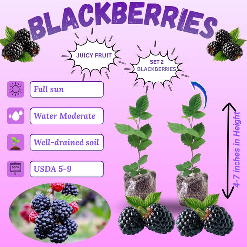 2 Arapaho Thornless Blackberries Plant Live, Sweet Fruit, 4-7 Inch Tall