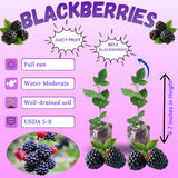 2 Navaho Thornless Blackberries Plant Live, Sweet Fruit, 4-7 Inch Tall