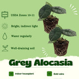 2 Grey Alocasia Live Plants, Alocasia Indoor Housplant, 4-6 Inch Tall