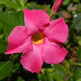 2 Pink Mandevilla Live Plants, Indoor Outdoor Plant, 4-6 Inch Tall