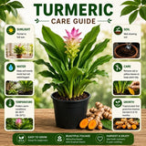 4 Yellow Live Turmeric Plants, Herb Plant, 4-7 Inch Tall