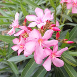 Pink Oleander Live Plant, Home Garden Plant, 4-6 Inch Tall