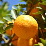 Orange Live Mandarin Plant, Home Garden Plant, 1 Gallon Pot