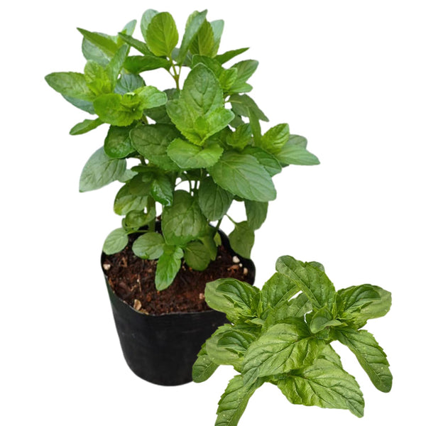2 Mojito Mint Herb Live Plants, 4-5 Inch Tall