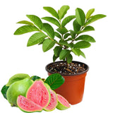 Pink Guava Fruit Tree Live Plant, Patio Container Fruit Tree