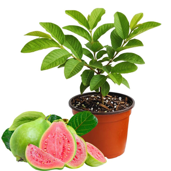 Pink Guava Fruit Tree Live Plant, Patio Container Fruit Tree