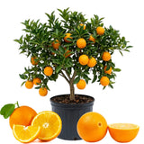 Navel Orange Tree Plant Live, Hardy Garden Plant, 1-2 Ft Tall, 1 Gallon Pot