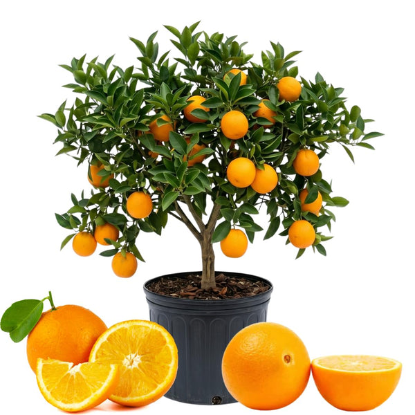 Navel Orange Tree Plant Live, Hardy Garden Plant, 1-2 Ft Tall, 1 Gallon Pot