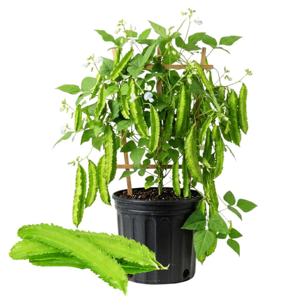 Winged Bean Live Plants, Bean Vine Seedling, 4-6 Inch Tall, 4 Inch Pot