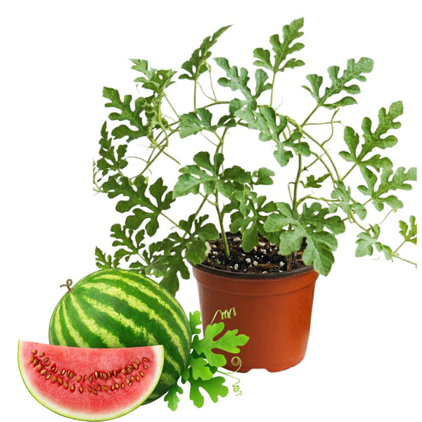 2 Red Live Watermelon Plants, Edible Vegetable Plant