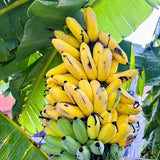 Dwarf Cavendish Banana Plant Live, Sweet Fruit Banana Tree 4-7 Inch Tall