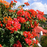2 Orange Bougainvillea Live Plants, Fence Trellis Vine, 4-7 Inch Tall
