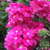 3 Pink Verbena Plants Live 4-7 Inch Tall