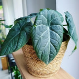 2 Grey Alocasia Live Plants, Alocasia Indoor Housplant, 4-6 Inch Tall