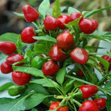 100 Red + Chili Pequin Pepper Seeds, Home Garden Plant