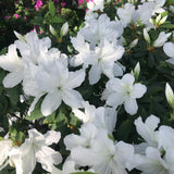 White Azalea Plant Live in Pot - 6-10 Inch Tall Azalea Shrub