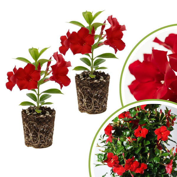 2 Deep Red Mandevilla Live Plants, Ready to Grow Plant, 4-6 Inch Tall