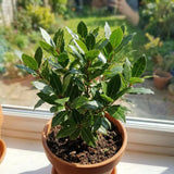 Bay Laurel Live Plant, Laurus Nobilis Plant, 10-12 Inch Tall
