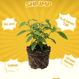 3 Yellow Shrimp Plants Live, Vibrant Flower Starter Plant, 4-7 Inch Tall