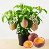 Live Sweet Passion Fruit Plant, 4-6 Inch Tall