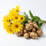 5 Jerusalem Artichoke Tubers, Raised Bed Vegetable Roots