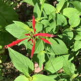 Pineapple Live Salvia Sage Plant, Perennial Plant, 2-3 Inch Tall