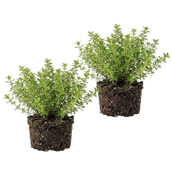 2 Live Thyme Plants, Outdoor Garden Plant, 4-6 Inch Tall