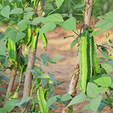 Winged Bean Live Plants, Bean Vine Seedling, 4-6 Inch Tall, 4 Inch Pot