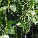 Sets 2 Piper Nigrum Trees Live Plant, Black Pepper Plants Live for Outdoor Planting, 4-7" in Tall, No Pot, Very Hardy