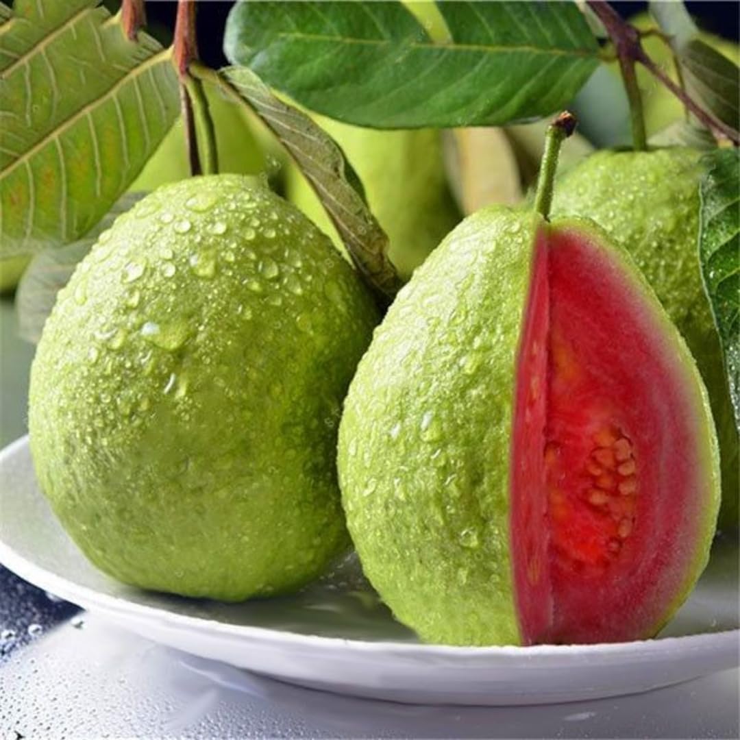 Pink Guava Fruit Tree Live Plant, Guava Fruit Plant, 4-6 Inch Tall