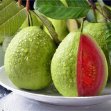 Pink Guava Fruit Tree Live Plant, Guava Fruit Plant, 4-6 Inch Tall