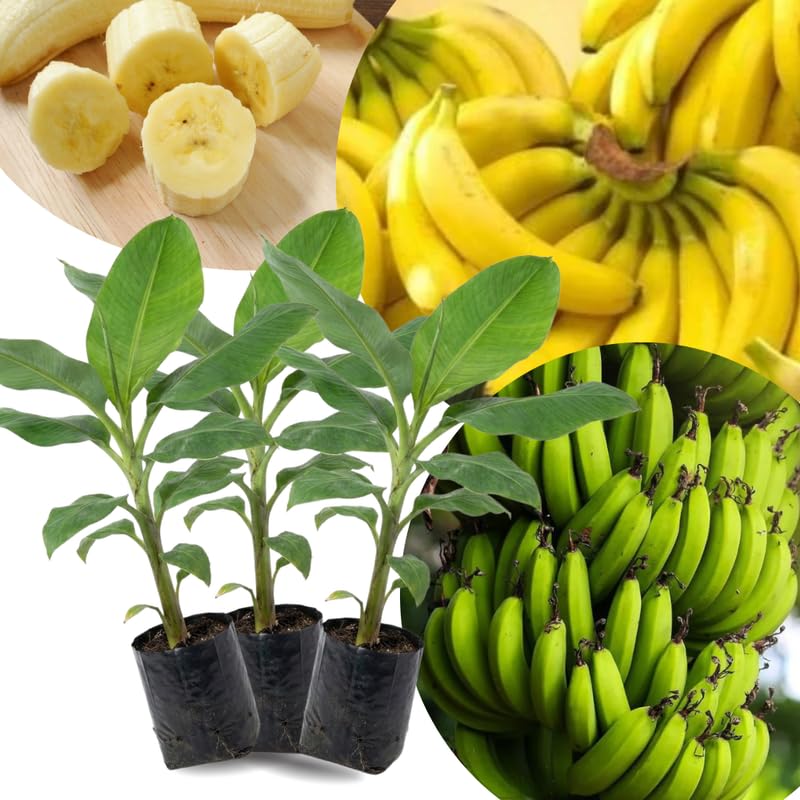 3 Grand Nain Banana Plant Live, Fruit Tree, 3-5 Inch Tall