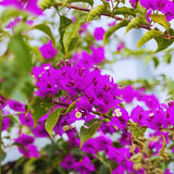 Purple Bougainvillea Live Plant, Flowering Vine, 4 Inch Tall