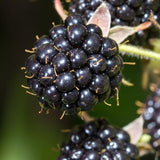 2 Ouachita BlackBerry Plants Live, Fruit Bush, 4-7 Inch Tall
