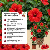 Red Hibiscus Live Plant, Indoor Outdoor Plant, 4-6 Inch Tall
