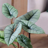 Silver Alocasia Live Plant, Rare Tropical Plant, 2-4 Inch Tall