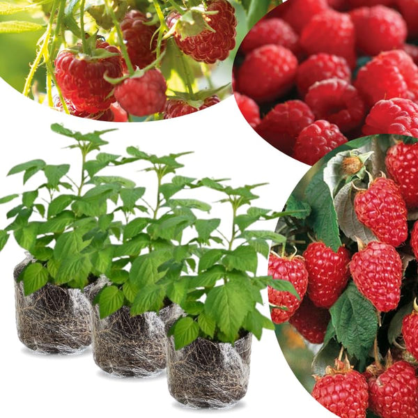 3 Thornless Red Raspberry Live Plants, Berry Bush Plant, 3-5 Inch Tall