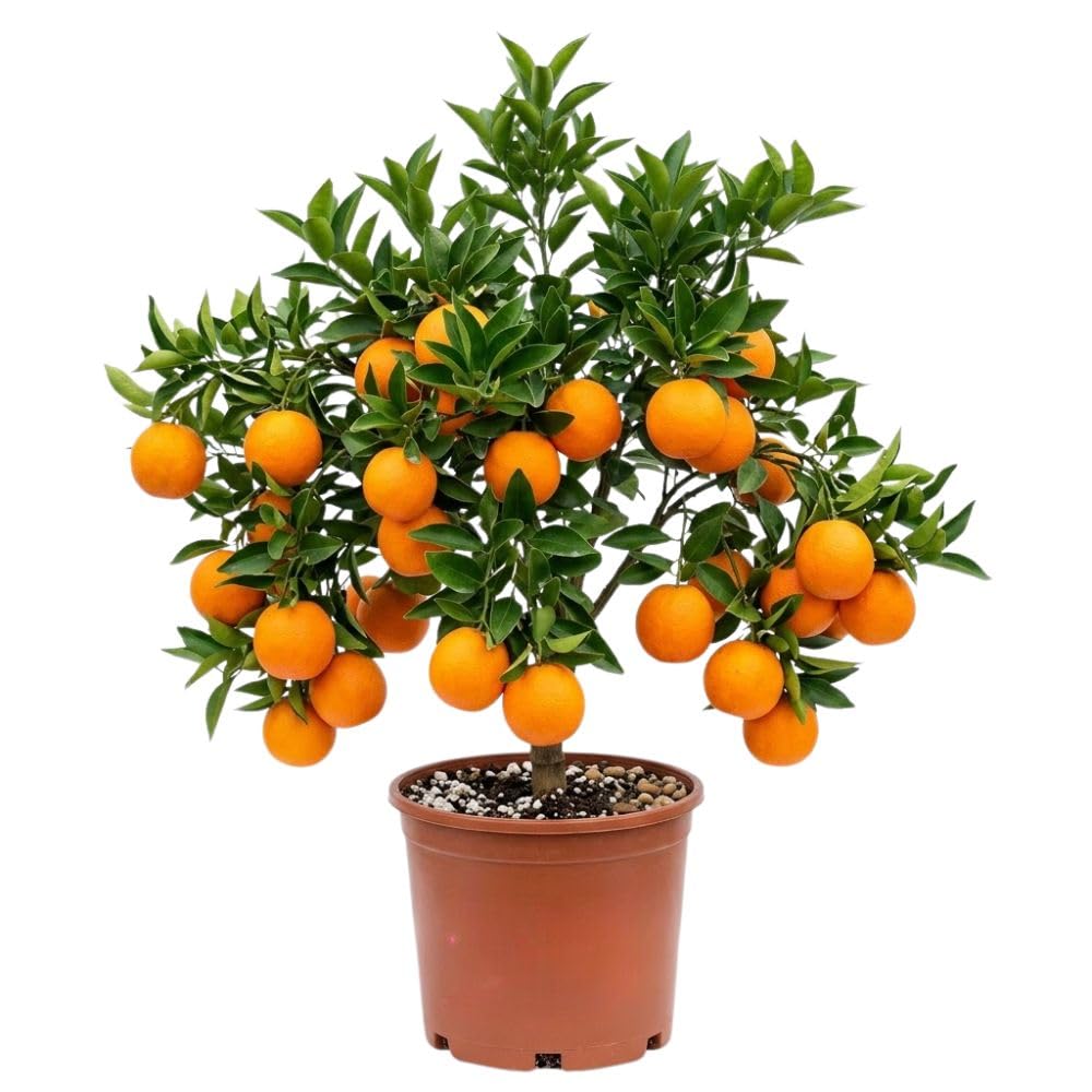 Live Red Navel Orange Citrus Fruit Tree, 1 Gallon Pot, 24–30 Inch Tall