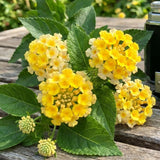 2 Bright Yellow Lantana Plants Live, Fragrant Flowers, 4-7 Inch Tall