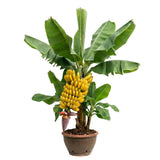 Dwarf Cavendish Banana Live Tree, Home Garden Plant, 6-8 Inch Tall, 4 Inch Pot