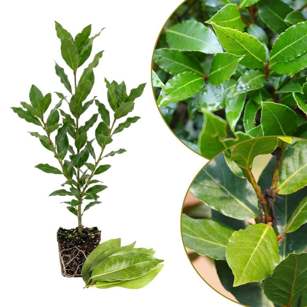 Bay Leaf Tree Live Plant 4 Inch