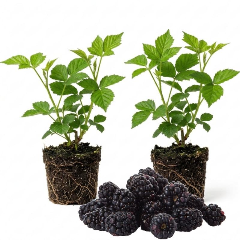 2 Triple Crown BlackBerry Live Plants, Berry Fruit Bush, 4-7 Inch Tall