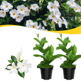 2 White Live Mandevilla Plants, Live Starter Plant, 4-8 Inch Tall