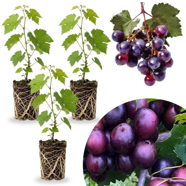 3 Delicious Grape Vine Live Plants, Well-Rooted Grape Vine, 3-5 Inch Tall