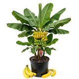 Cavendish Banana Tree, Hardy Banana Live Plant, 4-7 Inch Tall, 4 Inch Pot