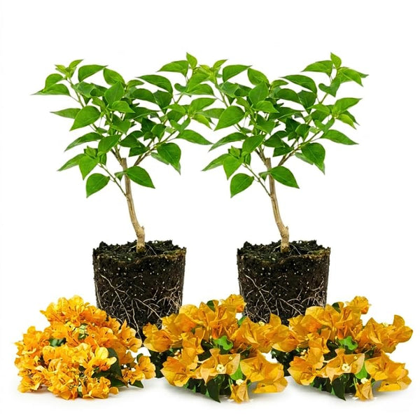 2 Yellow Bougainvillea Live Plants, Well-Rooted Flower Vine, 4-7 Inch Tall